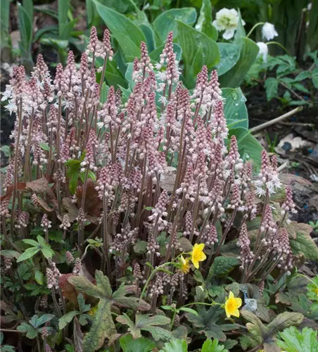 Zipfelblättrige Garten-Schaumblüte 'Pink Skyrocket'