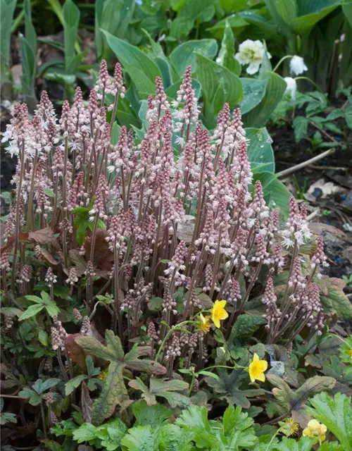 Zipfelblättrige Garten-Schaumblüte 'Pink Skyrocket'