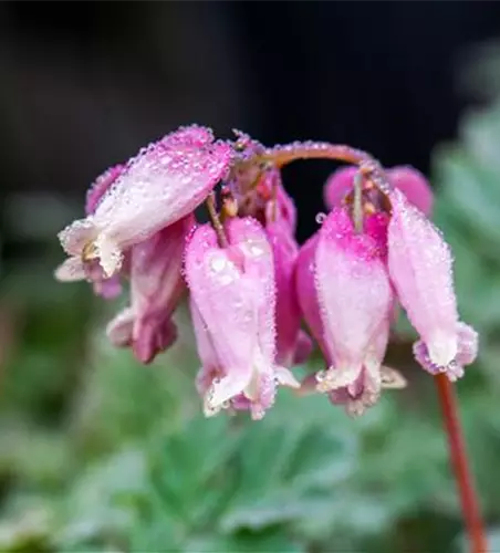 Zwergige Garten-Herzblume 'Luxuriant'