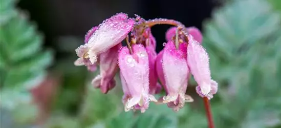 Zwergige Garten-Herzblume 'Luxuriant'