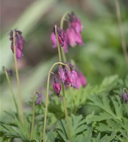 Zwergige Garten-Herzblume