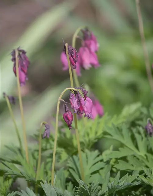 Zwergige Garten-Herzblume