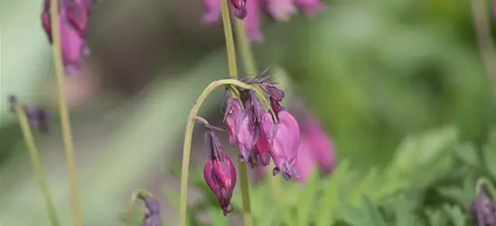 Zwergige Garten-Herzblume