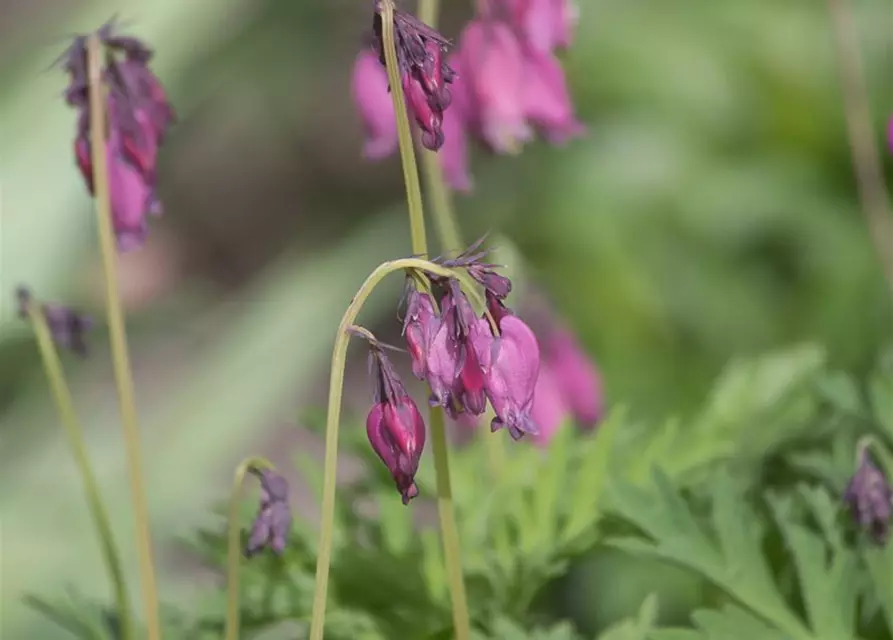 Zwergige Garten-Herzblume