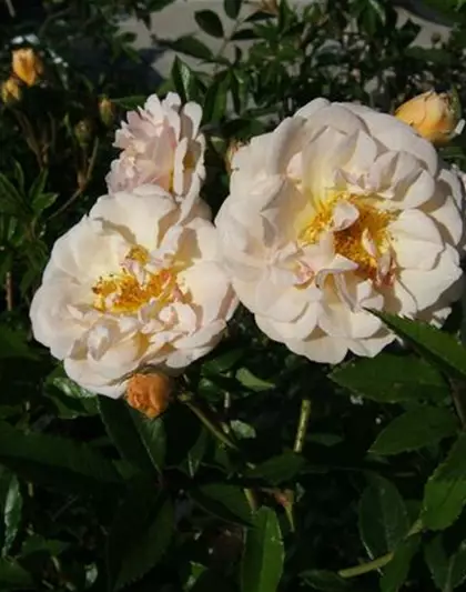 Strauchrose 'Ghislaine de Feligonde'