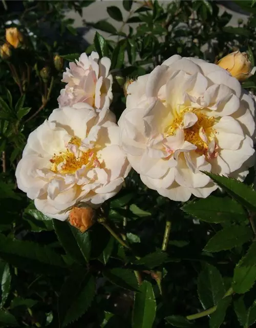 Strauchrose 'Ghislaine de Feligonde'