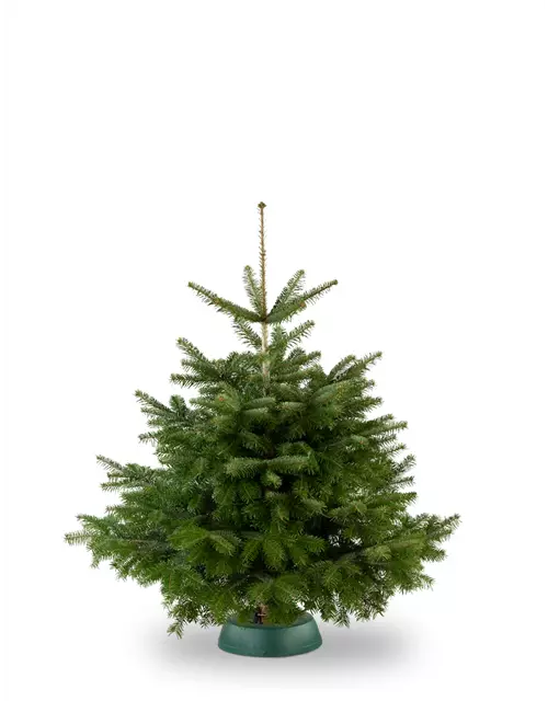 Tannenbaum 1 bis 1,30 Meter