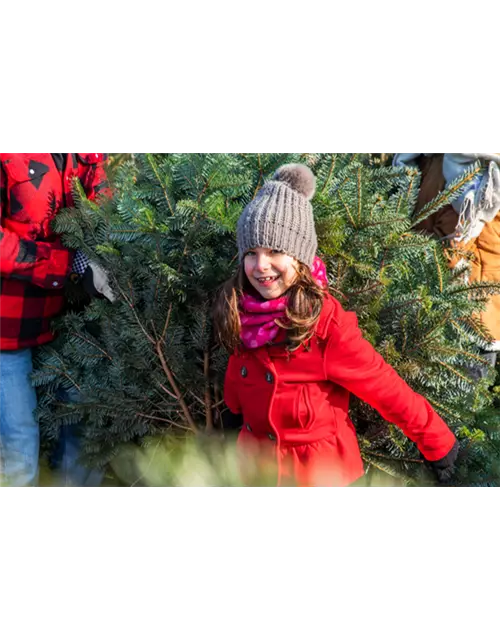 Tannenbaum 1 bis 1,30 Meter