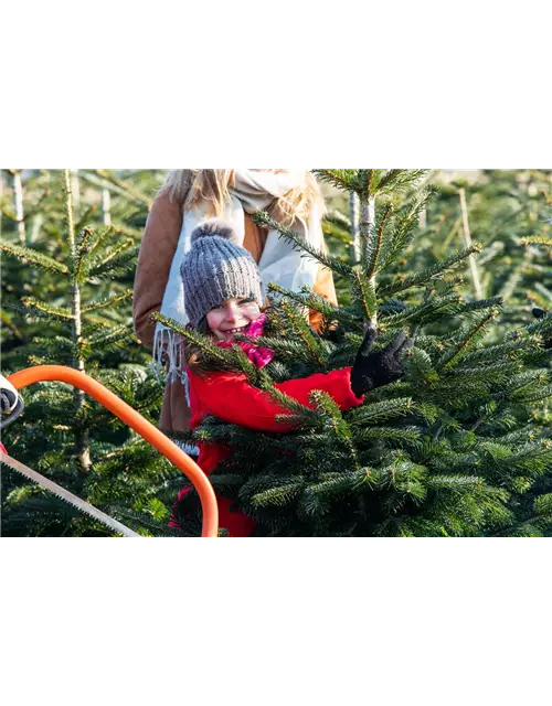 Tannenbaum 1 bis 1,30 Meter