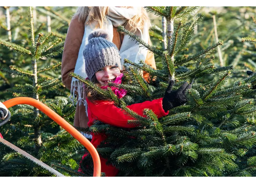 Tannenbaum 1 bis 1,30 Meter