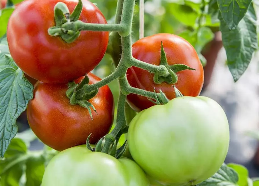 Tomate 'Harzfeuer F1'