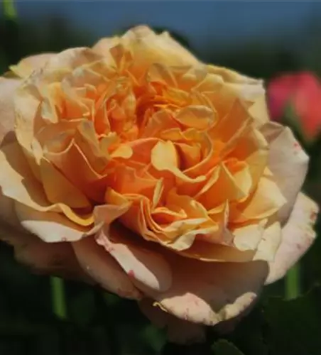 Strauchrose 'La Villa Cotta'®