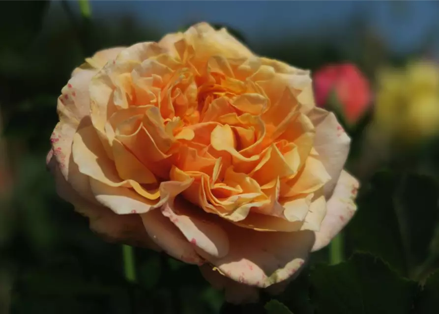 Strauchrose 'La Villa Cotta'®