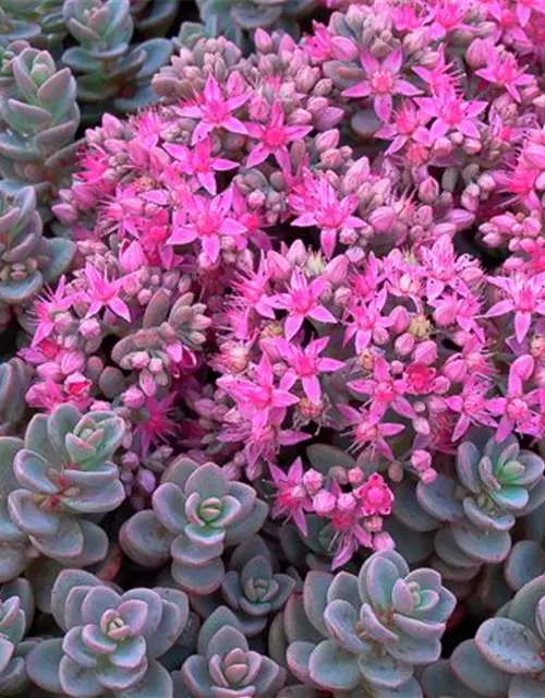 Sedum cyaneum 'Sachalin'