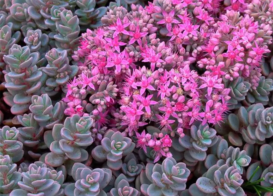 Sedum cyaneum 'Sachalin'