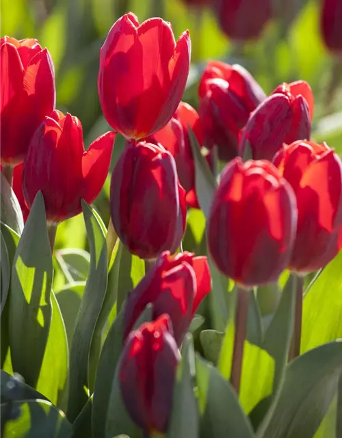 Tulpe 'Couleur Cardinal'