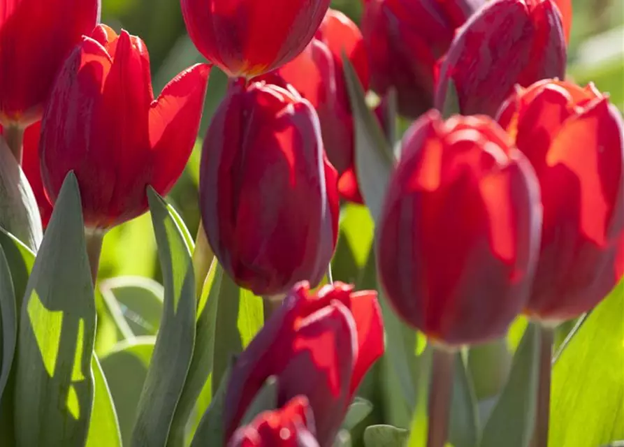 Tulpe 'Couleur Cardinal'