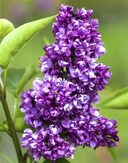 Syringa vulg.'Charles Joly'