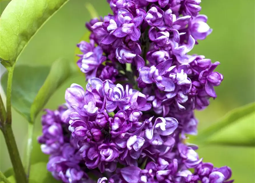 Syringa vulg.'Charles Joly'