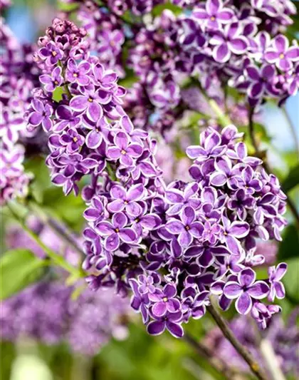 Syringa vulg.'Sensation'