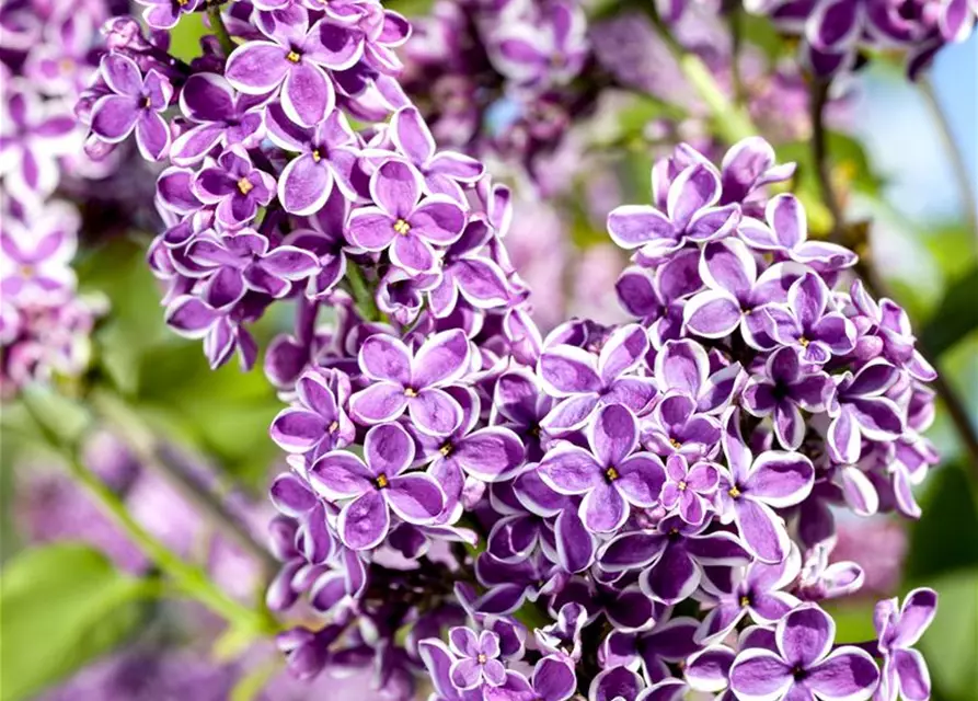 Syringa vulg.'Sensation'