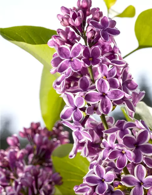 Syringa vulg.'Sensation'