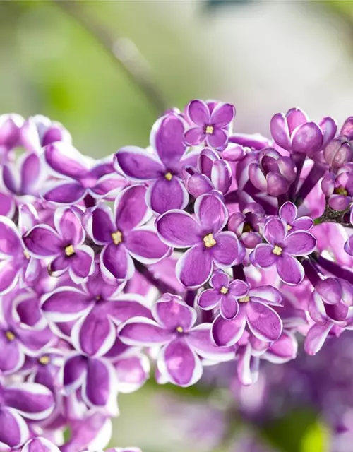 Syringa vulg.'Sensation'