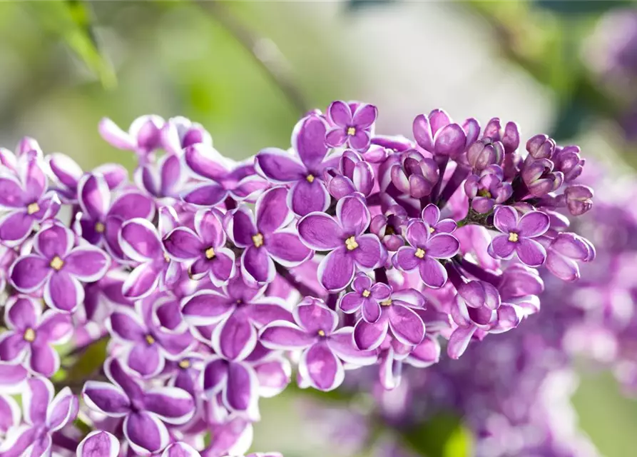 Syringa vulg.'Sensation'