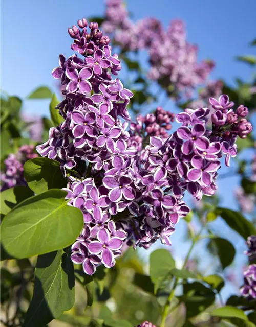 Syringa vulg.'Sensation'