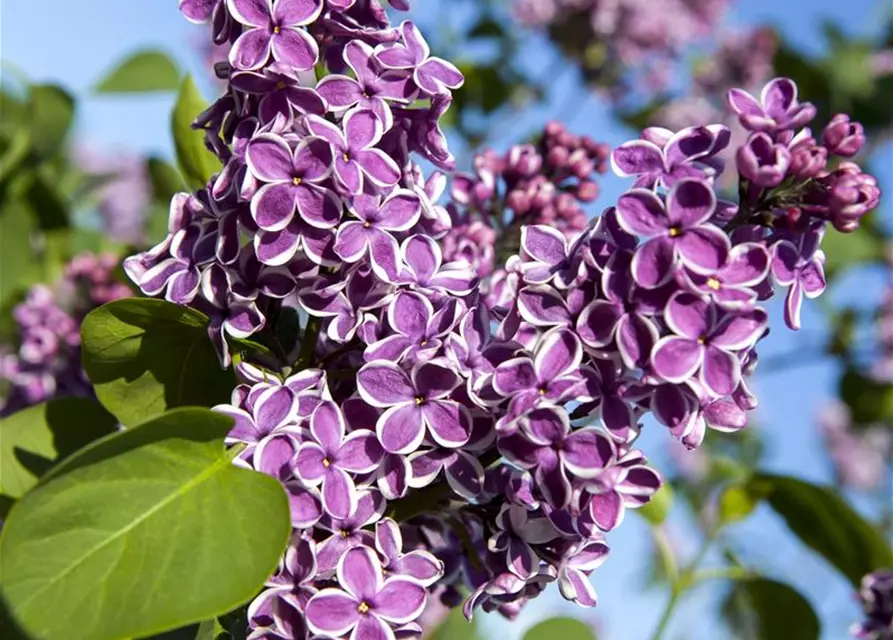 Syringa vulg.'Sensation'