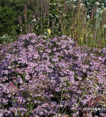 Waagerechte Garten-Aster 'Coombe Fishacre'