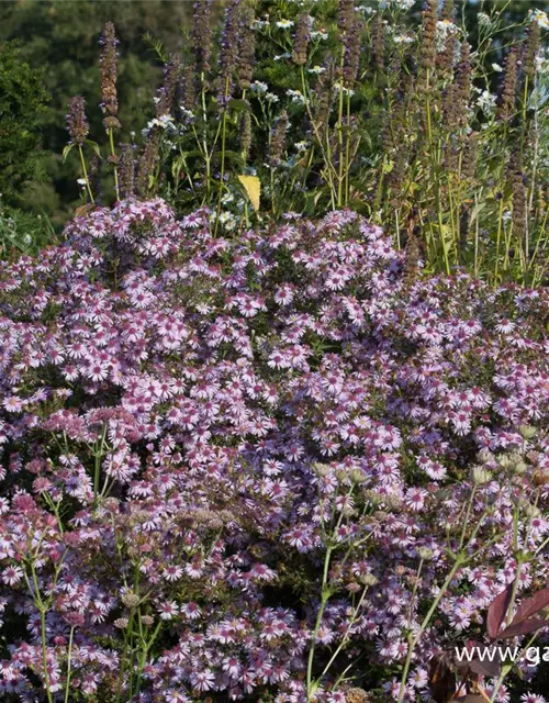 Waagerechte Garten-Aster 'Coombe Fishacre'