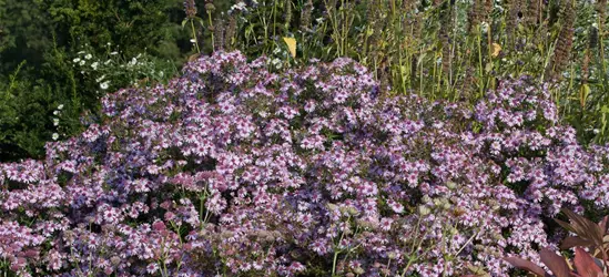 Waagerechte Garten-Aster 'Coombe Fishacre'