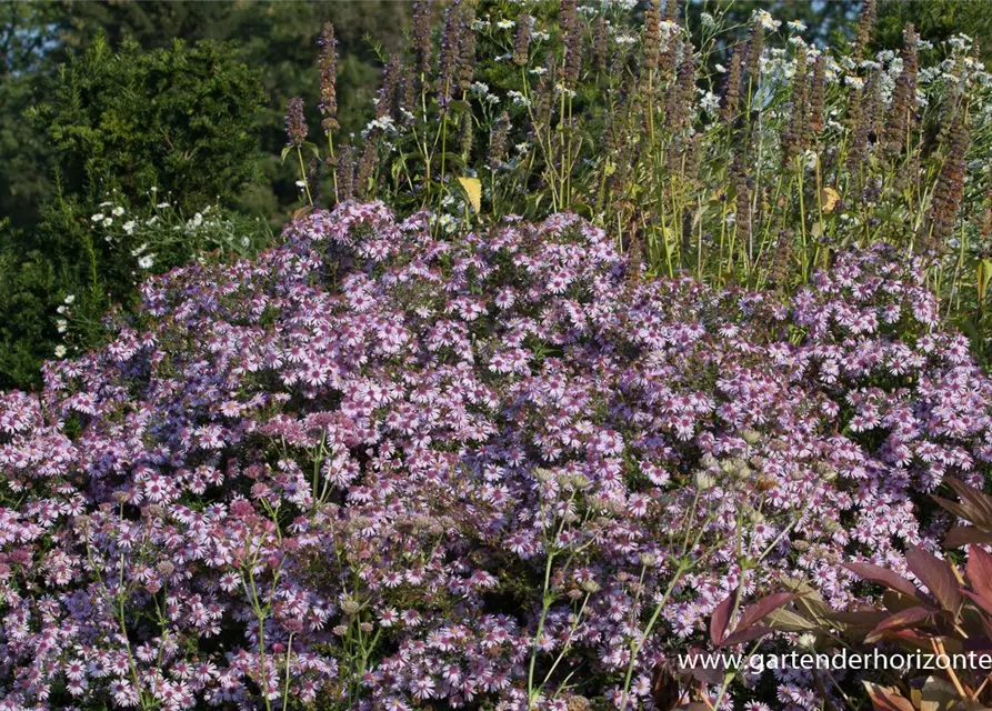 Waagerechte Garten-Aster 'Coombe Fishacre'