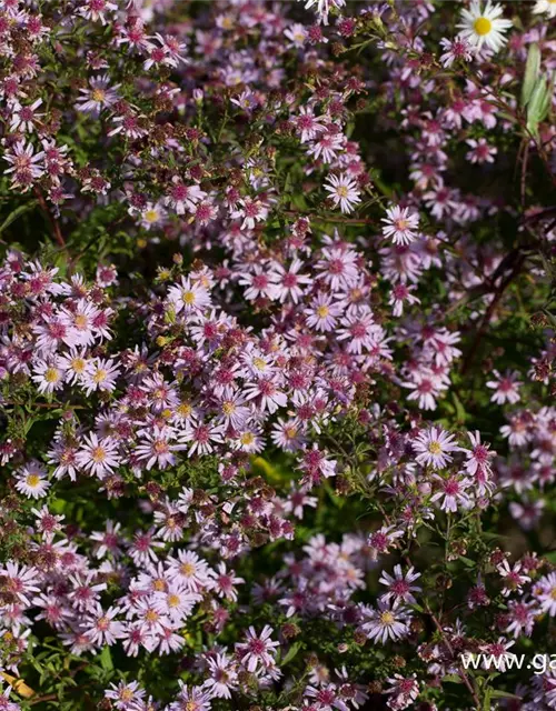 Waagerechte Garten-Aster 'Coombe Fishacre'