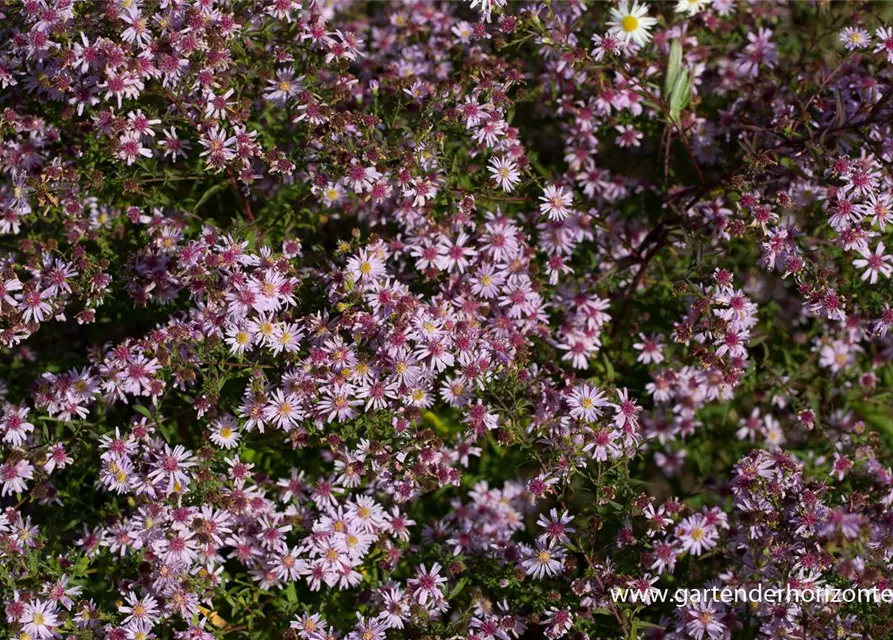 Waagerechte Garten-Aster 'Coombe Fishacre'