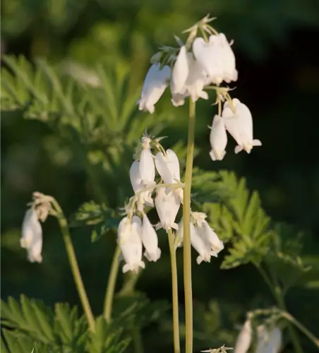 Zwergige Garten-Herzblume 'Alba'