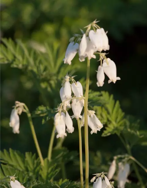 Zwergige Garten-Herzblume 'Alba'