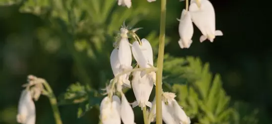 Zwergige Garten-Herzblume 'Alba'