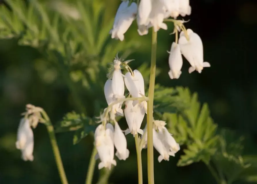 Zwergige Garten-Herzblume 'Alba'