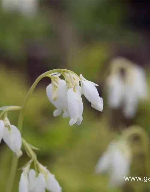 Zwergige Garten-Herzblume 'Alba'