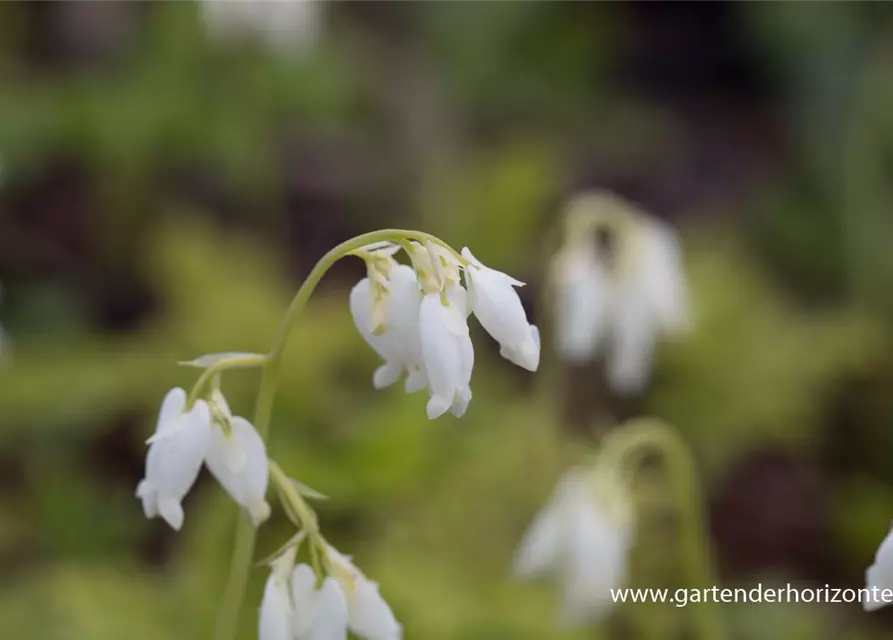 Zwergige Garten-Herzblume 'Alba'