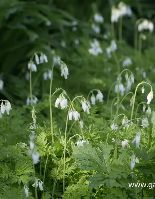 Zwergige Garten-Herzblume 'Alba'