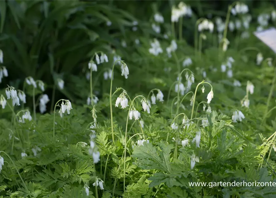 Zwergige Garten-Herzblume 'Alba'