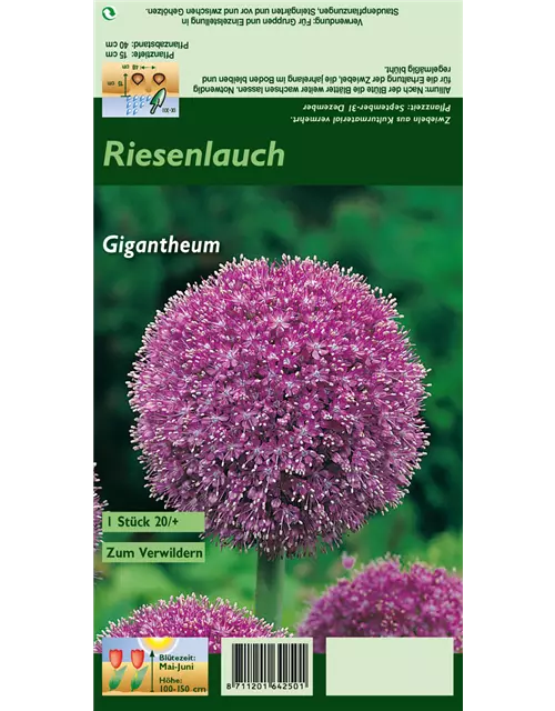 Riesenlauch