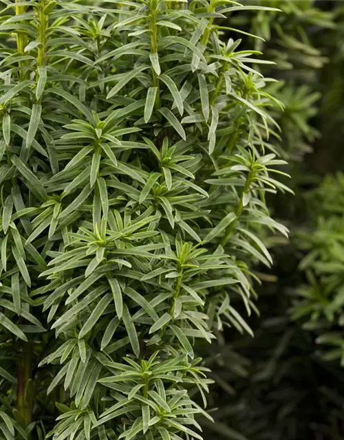 Taxus baccata 'David'