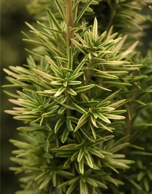 Taxus baccata 'David'