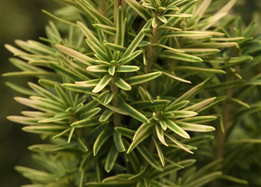 Taxus baccata 'David'