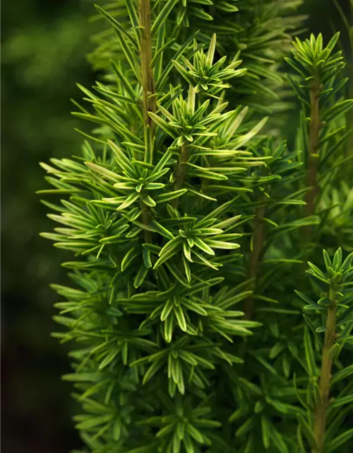 Taxus baccata 'David'