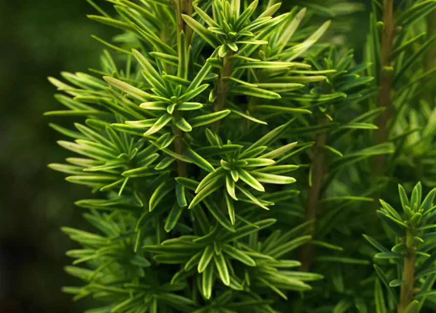 Taxus baccata 'David'